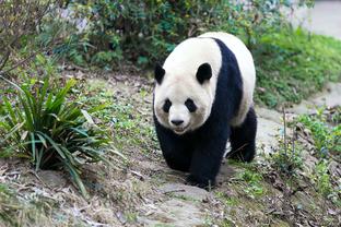 里程碑！亚历山大生涯抢断数来到500个